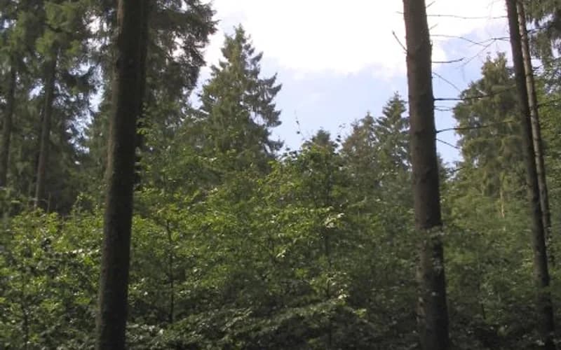 Forst (Lausitz) – Stadtansicht Brandenburg
